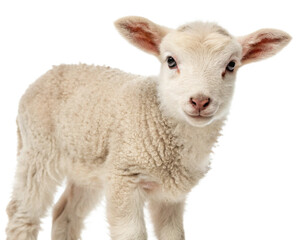 white baby sheep and lamb isolated, cut-out 