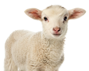 white baby sheep and lamb isolated, cut-out 