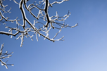Snow-covered tree branches against blue sky after snowfall