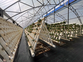 Strawberries grow in a greenhouse
