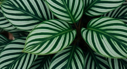 High-resolution tropical foliage wallpaper with lush green striped leaves. Elegant botanical texture, perfect for nature backgrounds, abstract patterns, and modern eco-friendly designs. © setopratama