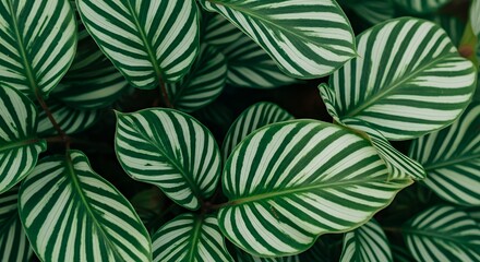 High-resolution tropical foliage wallpaper with lush green striped leaves. Elegant botanical texture, perfect for nature backgrounds, abstract patterns, and modern eco-friendly designs. © setopratama