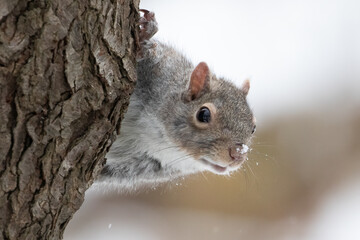 Obraz premium Eastern Gray Squirrel Sciurus carolinensis peeking from tree in winter, wildlife photography