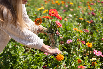 Woman picking colorful flowers in a field, holding a bouquet in her hands. 