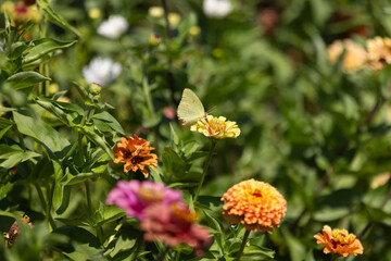 Butterfly sitting on a flower