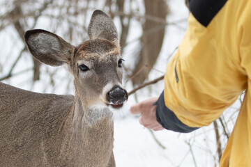 White-tailed Deer Odocoileus virginianus interacting with human hand in winter, wildlife photography