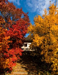 Autumnal path through colorful trees