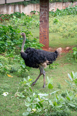 Ostrich , Large flightless bird , native to Africa