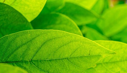 Close-up vibrant green leaves