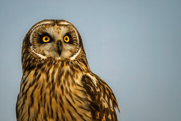 Short-eared owl portrait with bright yellow eyes against blue sky