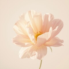 pink and white flower