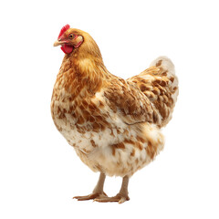 High-Resolution Photo of a Speckled Brown Hen Against Black Background
