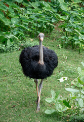 Ostrich , Large flightless bird , native to Africa