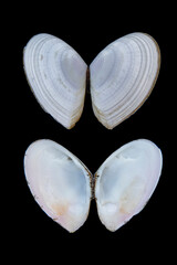 Angled Wedge Shell--Bartschicoma gaimardi