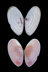 purple sunset shell--Gari stangeri