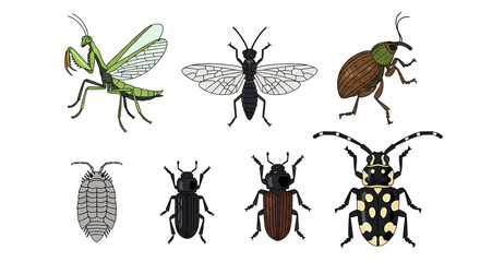 Diverse Insect Species Collection Hand Drawn Illustration