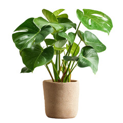 Stunning Monstera Plant in Textured Pot, Isolated on Black Background