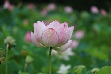 神秘的に咲くハスの花　夏の風景