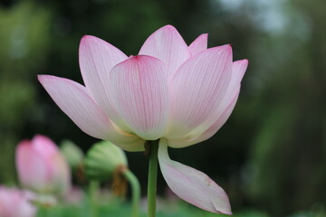 神秘的に咲くハスの花　夏の風景