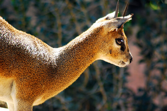 A Klipspringer looks over the landscape