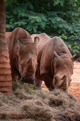 Fototapeta premium White rhinoceros