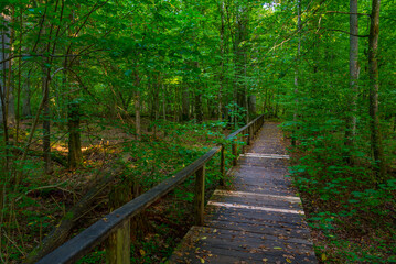 Fototapeta premium Part of Bialowieza national park with the highest level of restr