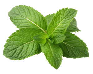fresh mint leaves isolated, cut-out 