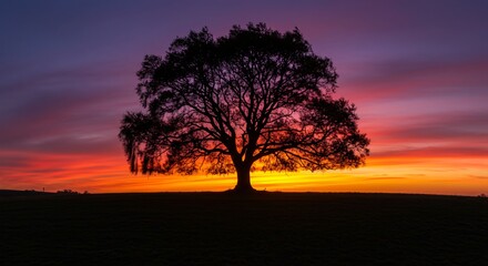 Fototapeta premium Sunset Vista: Lone Tree on Rolling Hill