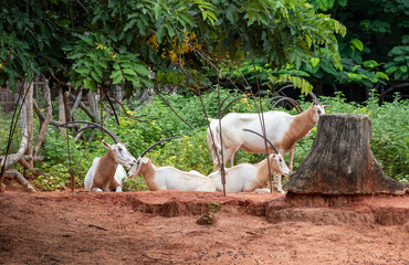 Scimitar- Horned Oryx