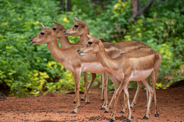 Elds deers , Thamin deers