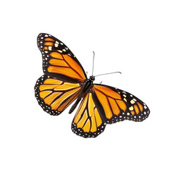 Fototapeta premium Detailed Monarch Butterfly Wings Open on Transparent Background