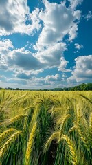 Golden wheat field under a partly cloudy sky