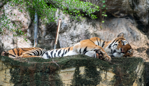 sleeping begal tiger