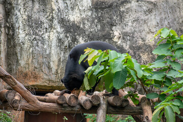 Sun Bear, Malayan Sun Bear