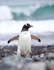 Obraz premium Gentoo penguin on a beach