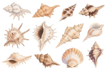 Hand-drawn watercolor seashell collection, detailed textures on white background