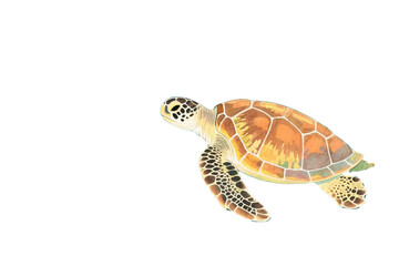 Hand-drawn watercolor sea turtle with coral reef background