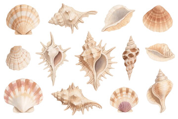 Hand-drawn watercolor seashell collection, detailed textures on white background