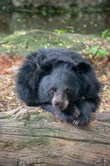 Fototapeta premium aSIATIC bLACK BEAR / mOON BEAR