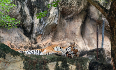 Bengal tiger lying down