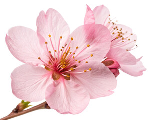 Obraz premium pink cherry blossom cut-out 