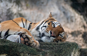 Bengal tiger lying down