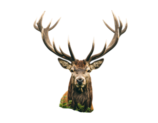 Front-Facing Stag with Radiant Antlers and Botanical Accents, Gothic Forest Composition, black and white engraving style, isolated on transparent background PNG