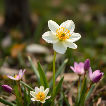 spring flower percent