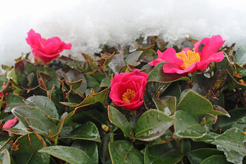 椿に雪が積もった