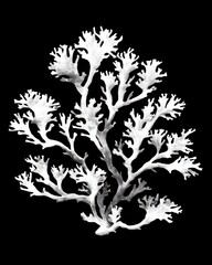 Fototapeta premium Elegant White Coral Branches Displaying Intricate Structures Against a Black Background