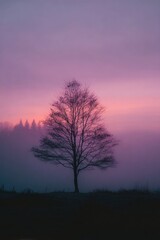 Obraz premium Silhouetted tree at dawn, soft colors