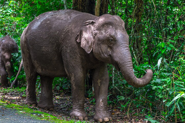 Fototapeta premium Its body is gray, its snout is called the trunk. The trunk of the Asian elephant has only one beak. Nakhon Ratchasima, Thailand.