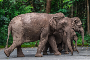 Fototapeta premium Its body is gray, its snout is called the trunk. The trunk of the Asian elephant has only one beak. Nakhon Ratchasima, Thailand.
