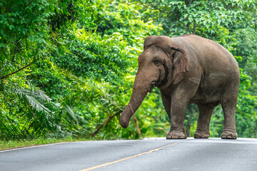 Obraz premium Its body is gray, its snout is called the trunk. The trunk of the Asian elephant has only one beak. Nakhon Ratchasima, Thailand.